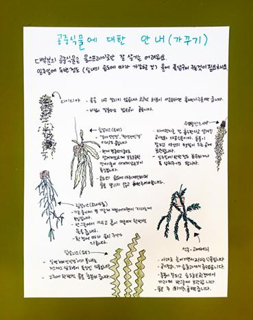 공중식물에 대한 안내