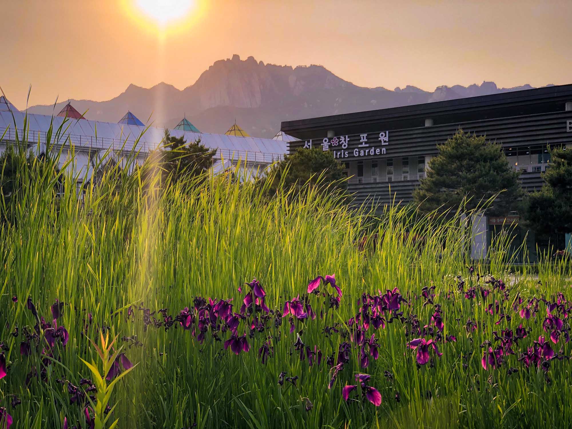 해질녘의 창포원 전경 / 서울창포원 
