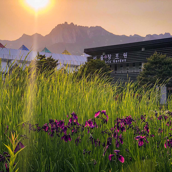 해질녘의 창포원 전경 / 서울창포원 