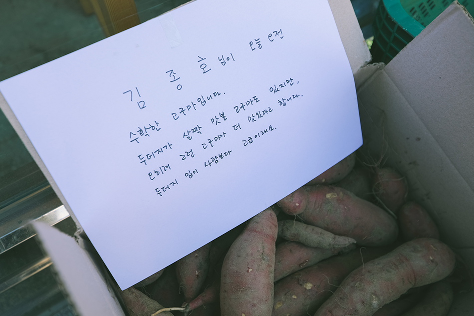 김종호 님이 오늘 오전 수확한 고구마입니다. 두더지가 살짝 맛본 고구마도 있지만, 오히려 그런 고구마가 더 맛있다고 합니다. 두더지 입이 사람보다 고급이래요.