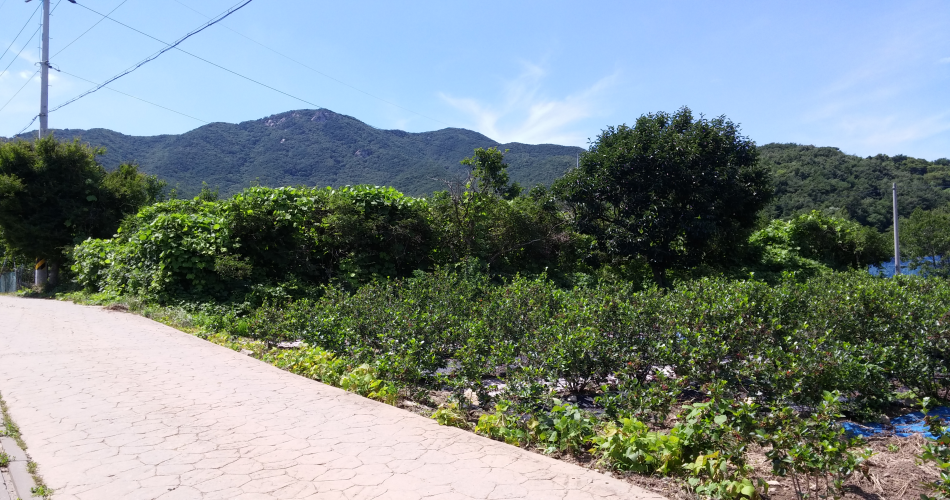 예산군 덕산면 상가리 남연군 묘 앞 가야사 터 현재 밭으로 사용
