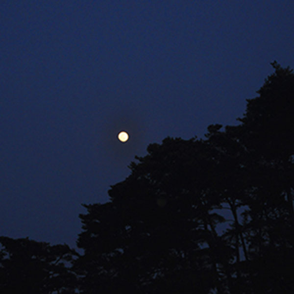 달빛 산책 하실까요
