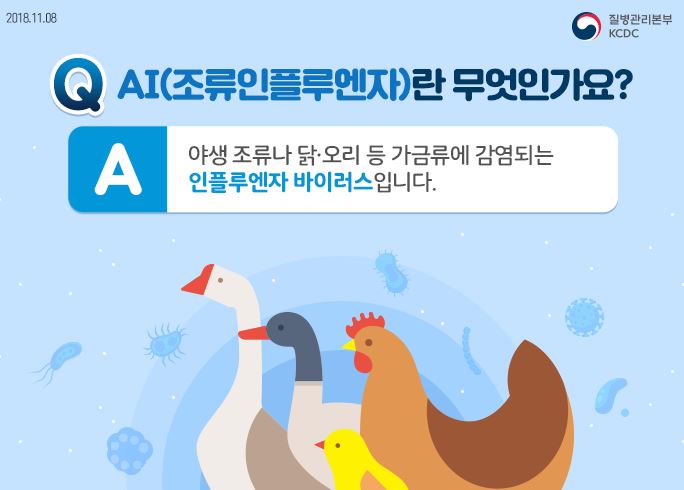 조류독감 소개 페이지