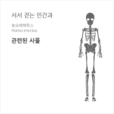 서서 걷는 인간과 호모에렉투스 Homo erectus 관련된 사물