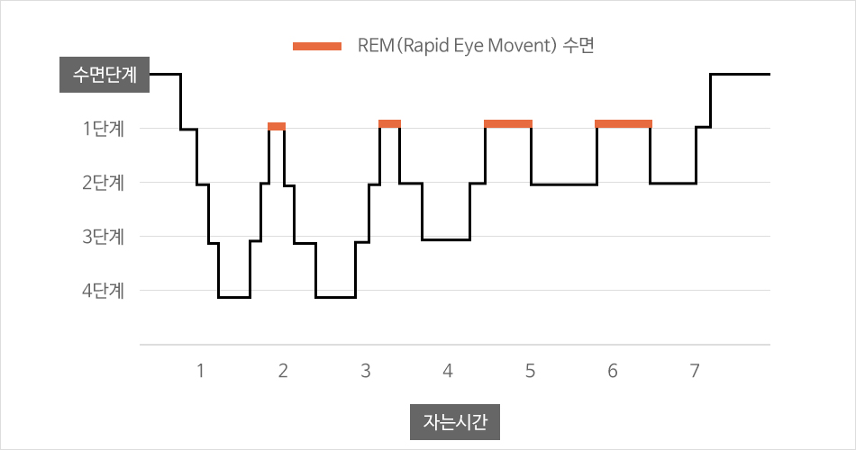 REM 수면의 각 단계 정보