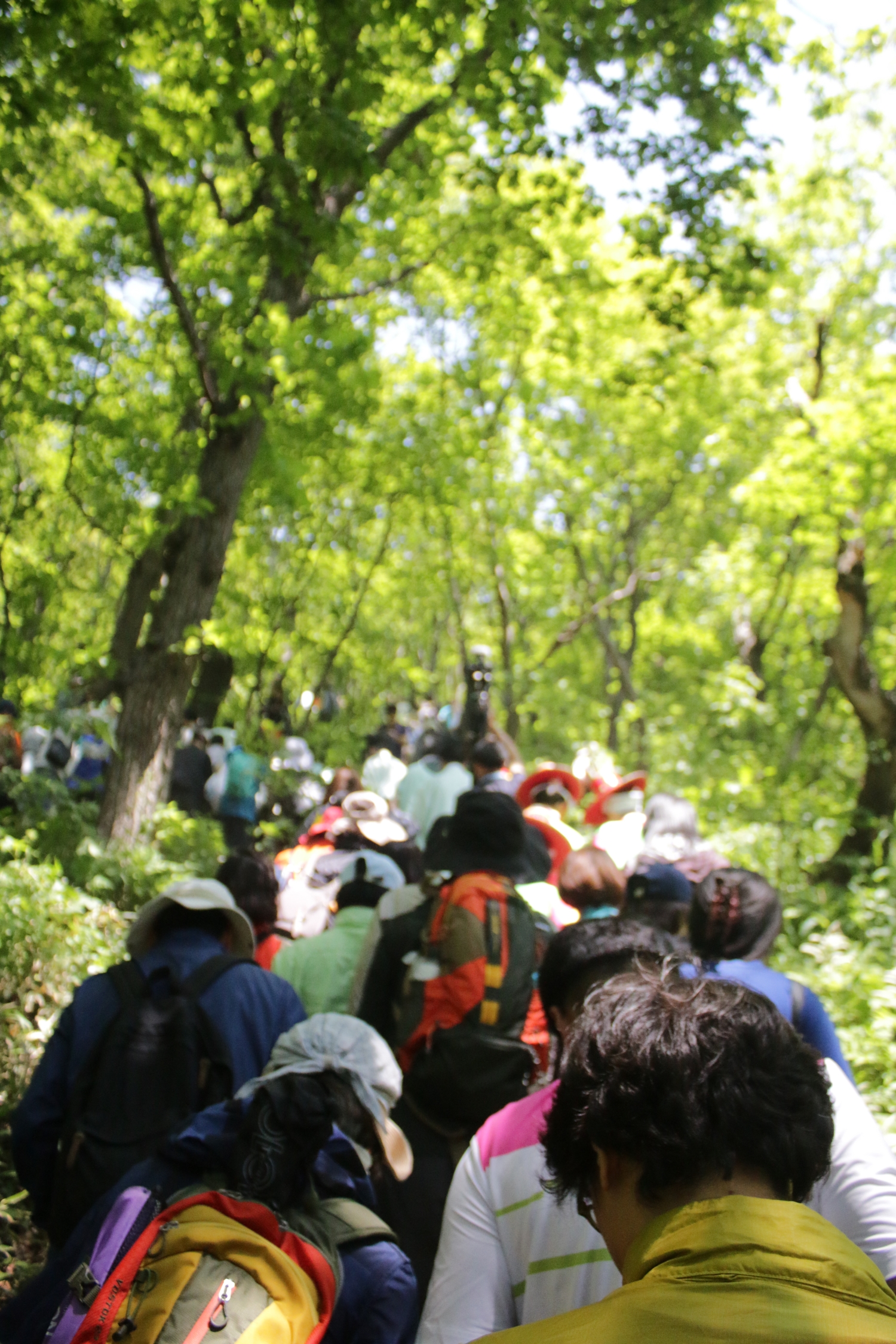 신목을 찾아