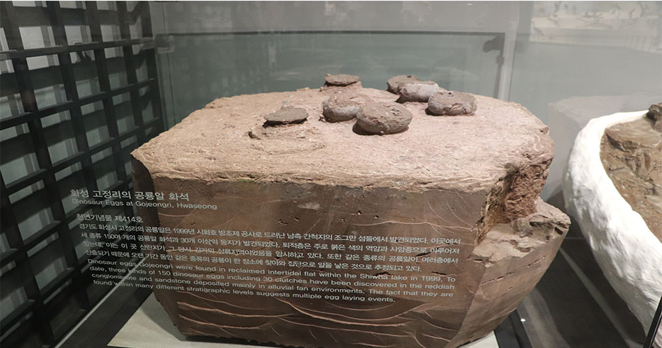 화성 고정리에서 발견된 실제 공룡 알 화석