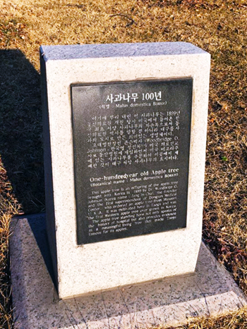 대구 능금의 효시1