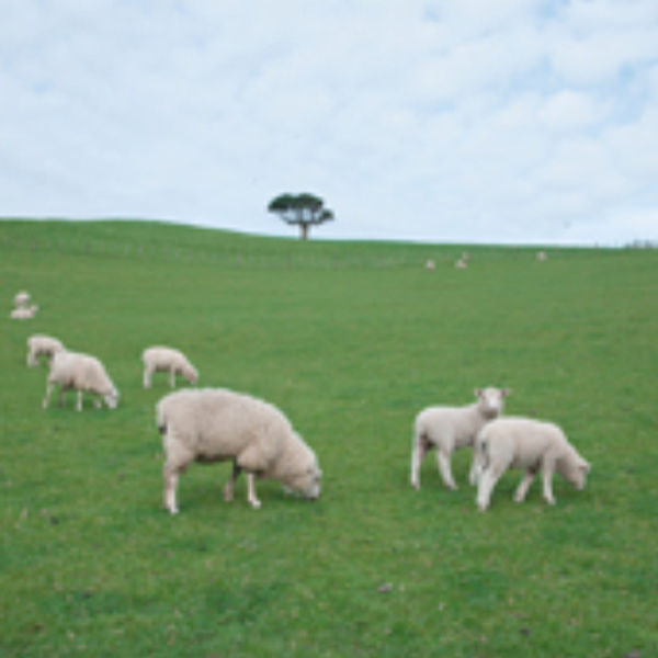 I am the good Shepherd? 